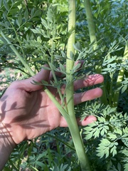 Corydalis caseana brachycarpa