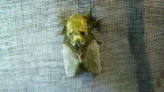 Disphragis manethusa