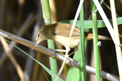 Acrocephalus agricola
