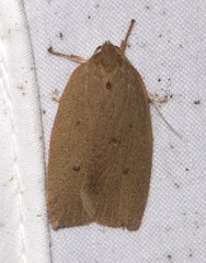 Euchaetis holoclera