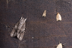 Acronicta denticulata