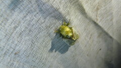 Disphragis manethusa