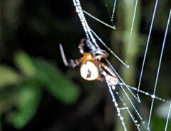 Ocrepeira covillei