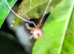 Ocrepeira covillei