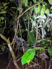 Ocrepeira covillei