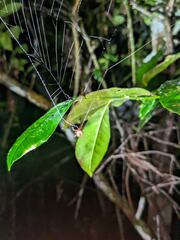 Ocrepeira covillei