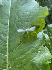 Pterophorus pentadactyla