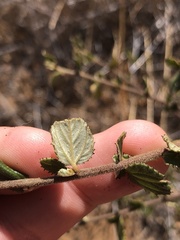 Ceanothus tomentosus olivaceus