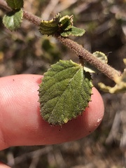 Ceanothus tomentosus olivaceus