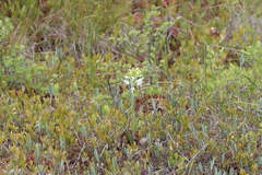 Platanthera blephariglottis blephariglottis