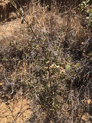 Ceanothus tomentosus olivaceus