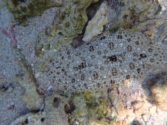 Pardachirus marmoratus