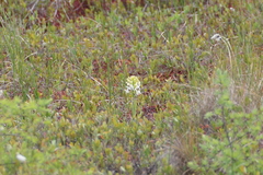 Platanthera blephariglottis blephariglottis