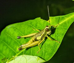 Ommatolampis perspicillata
