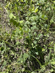 Lathyrus venosus