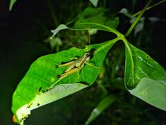 Ommatolampis perspicillata