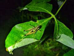 Ommatolampis perspicillata