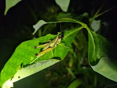 Ommatolampis perspicillata