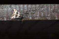 Phlogophora albovittata