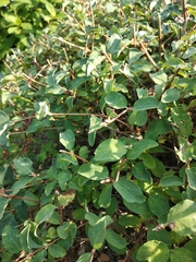 Lonicera pyrenaica