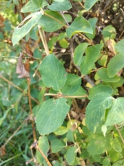 Lonicera pyrenaica