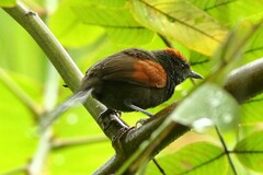 Synallaxis brachyura