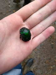 Oxysternon conspicillatum