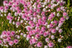 Verticordia monadelpha