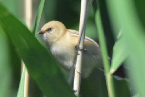 Bearded Reedling