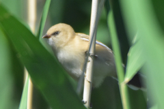 Panurus biarmicus russicus