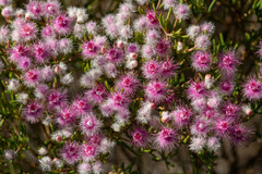 Verticordia monadelpha