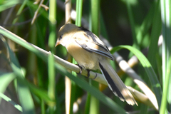 Panurus biarmicus russicus