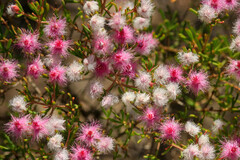 Verticordia monadelpha