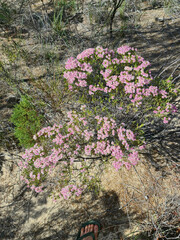 Verticordia monadelpha