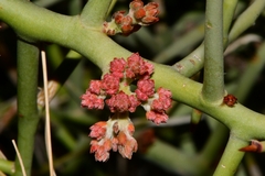 Castela stewartii