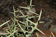 Castela stewartii