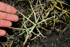 Castela stewartii
