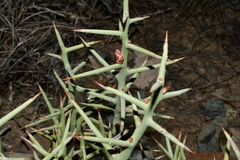 Castela stewartii