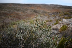 Castela stewartii