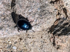 Leptinotarsa haldemani