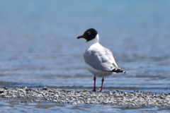 Ichthyaetus relictus