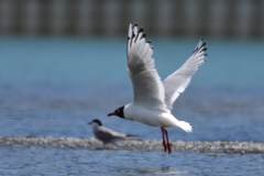 Ichthyaetus relictus