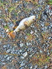 Marilyna pleurosticta