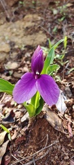 Roscoea