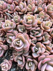 Orostachys aggregata