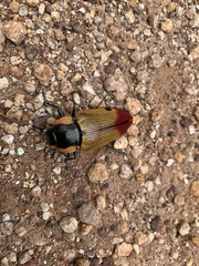 Temognatha variabilis