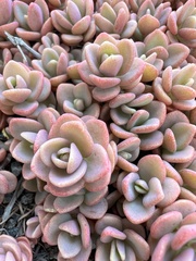 Orostachys aggregata