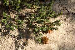 Darwinia virescens