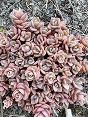 Orostachys aggregata
