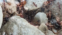 Aphaenogaster ashmeadi